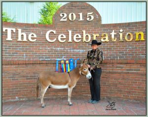Cedar Oaks Rojo, Tennessee High Point Reserve Champion Halter Jack of Tennessee!